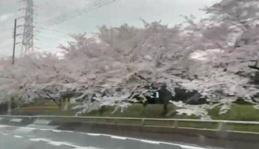 出勤途中の桜の動画