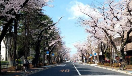 【投稿】つかの間の桜ウォーキング・国立