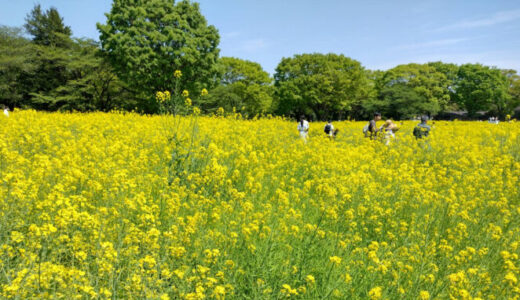 【投稿】昭和記念公園「春の花々」