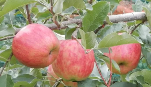 【投稿】信州リンゴはやっぱり旨い