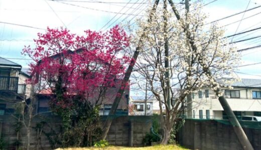 【学校だより】今年も咲く 寒緋桜と白木蓮ー千葉初中