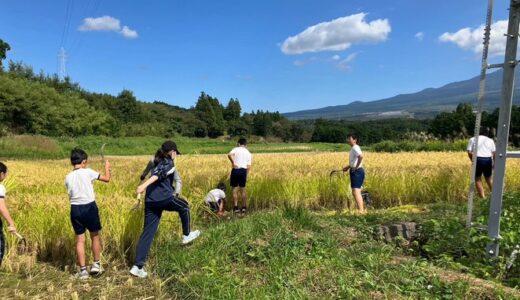 【学校だより】稲刈り体験しましたー静岡初中