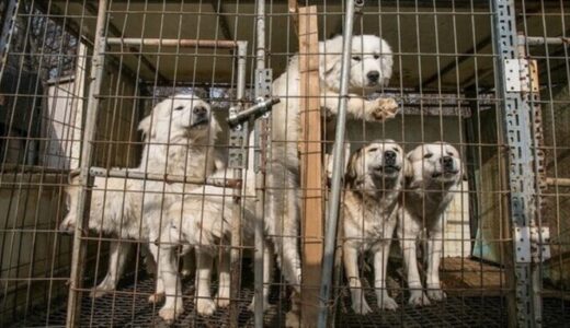 韓国で「犬食禁止法」が可決