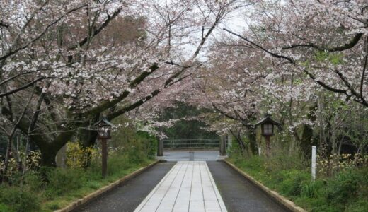 【投稿】高麗神社の桜は今が見ごろ