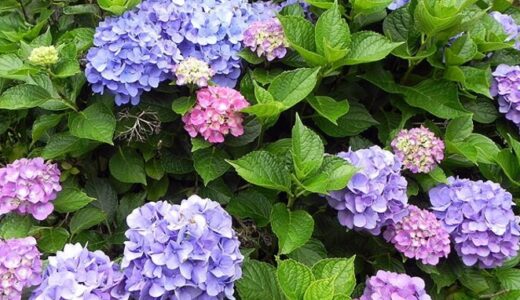 【投稿】紫陽花は韓国語でなんという？