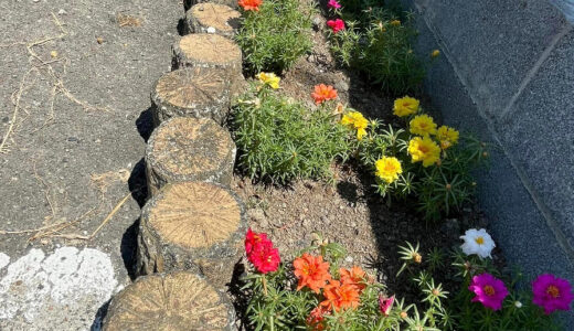 【学校だより】駐車場の隅にも綺麗な花をー静岡初中