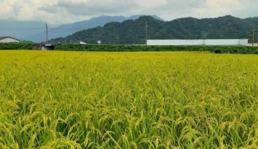 【投稿】すぐに新米ですよ🌾