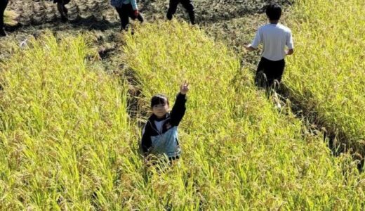 【学校だより】稲刈ってきましたー静岡初中