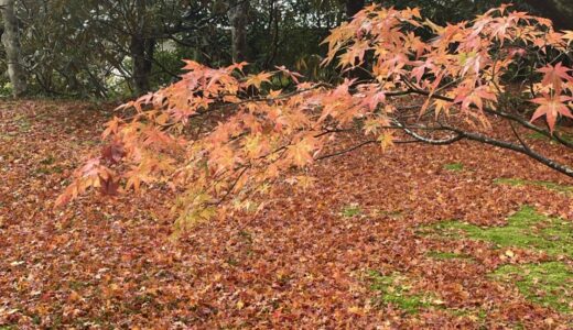 気まぐれ京都探訪ー番外編⑤