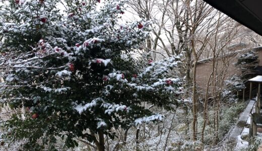 哲ちゃんの箱根初雪（1/5）